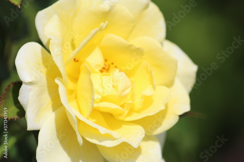 yellow rose closeup