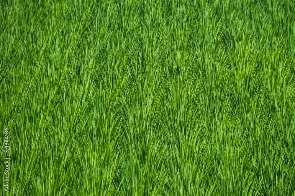 Obraz premium 夏の水田 