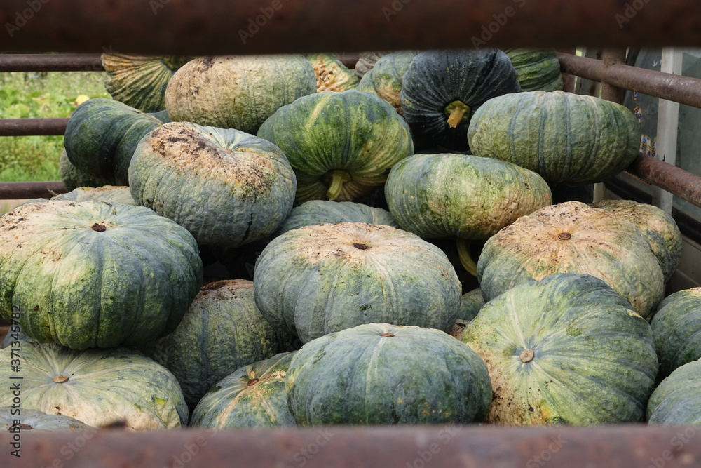 Pile of pumpkins in the garden Pile of pumpkins in the garden