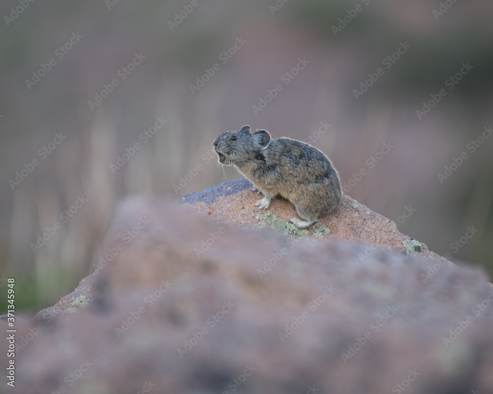 American Pika photographed in southern Utah. American Pika photographed in southern Utah.