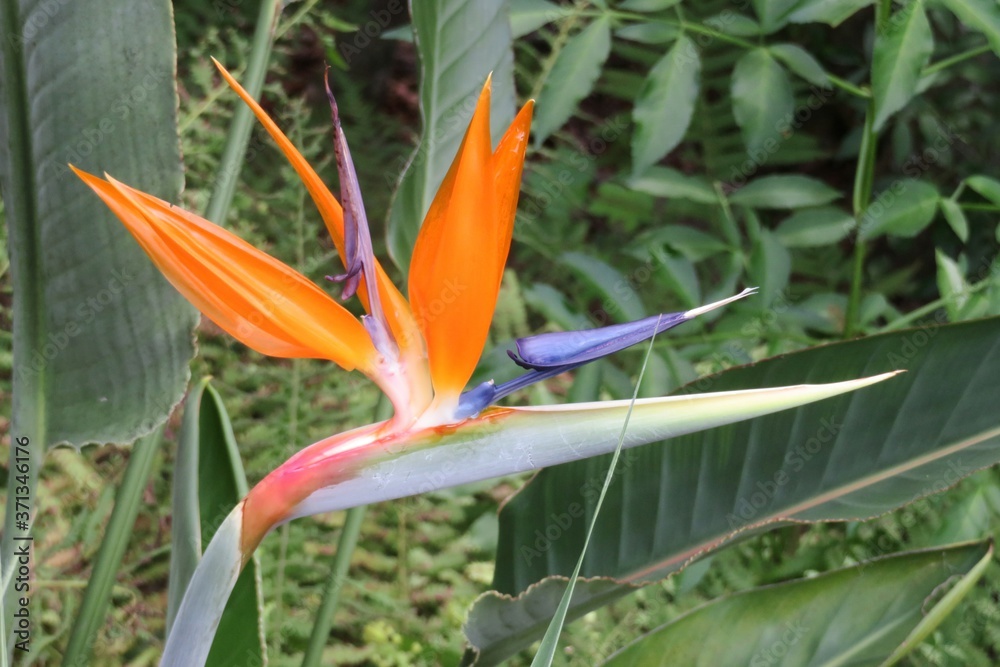 Bird of paradise flower in Florida zoological garden, closeup Bird of paradise flower in Florida zoological garden, closeup