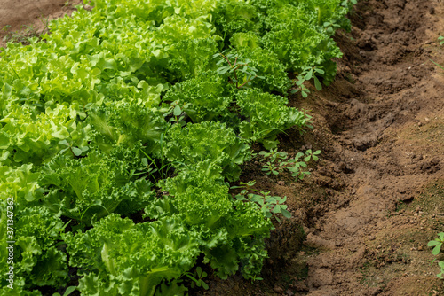 Grow organic vegetables.