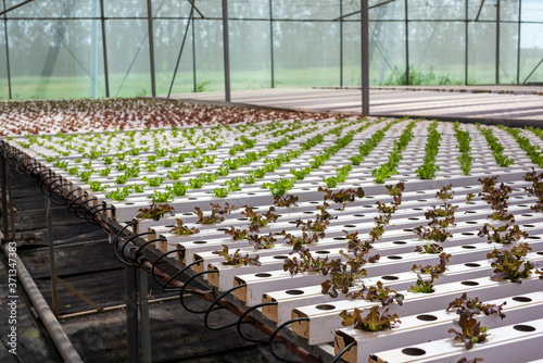 Organic hydroponic vegetable