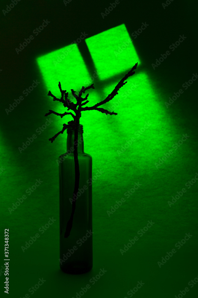 Still life with a bottle and a plant 