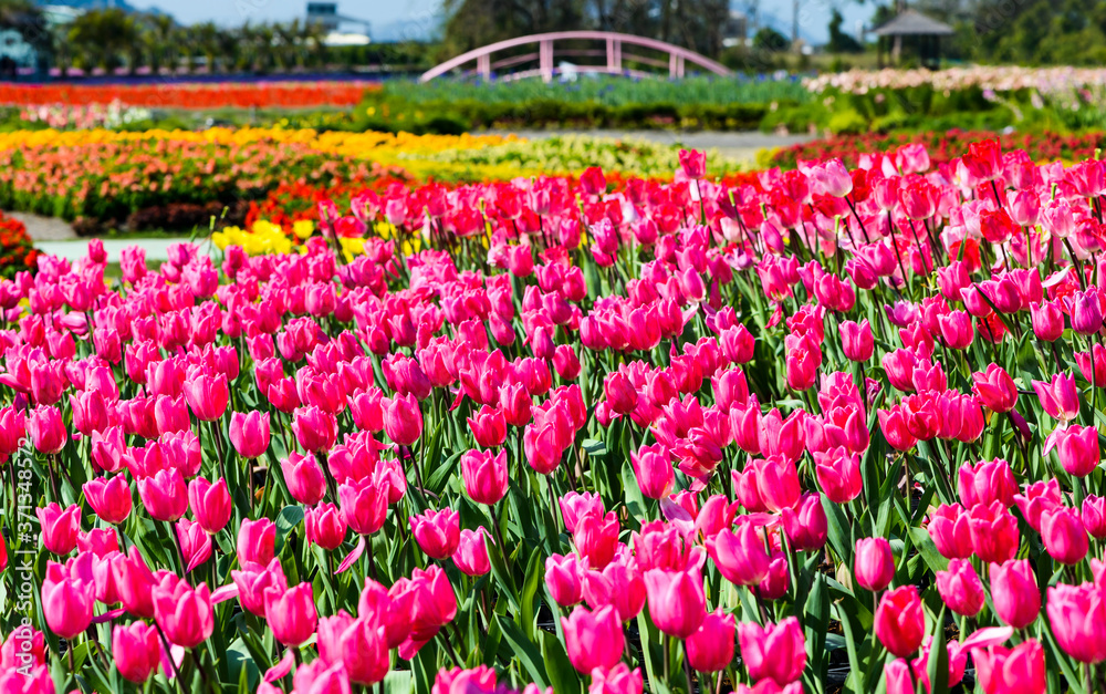 Beautiful tulips growing in the garden.