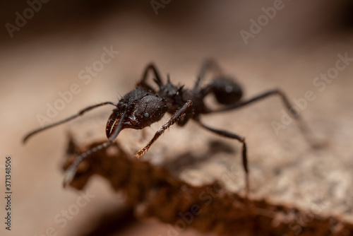 ant on a wood macro