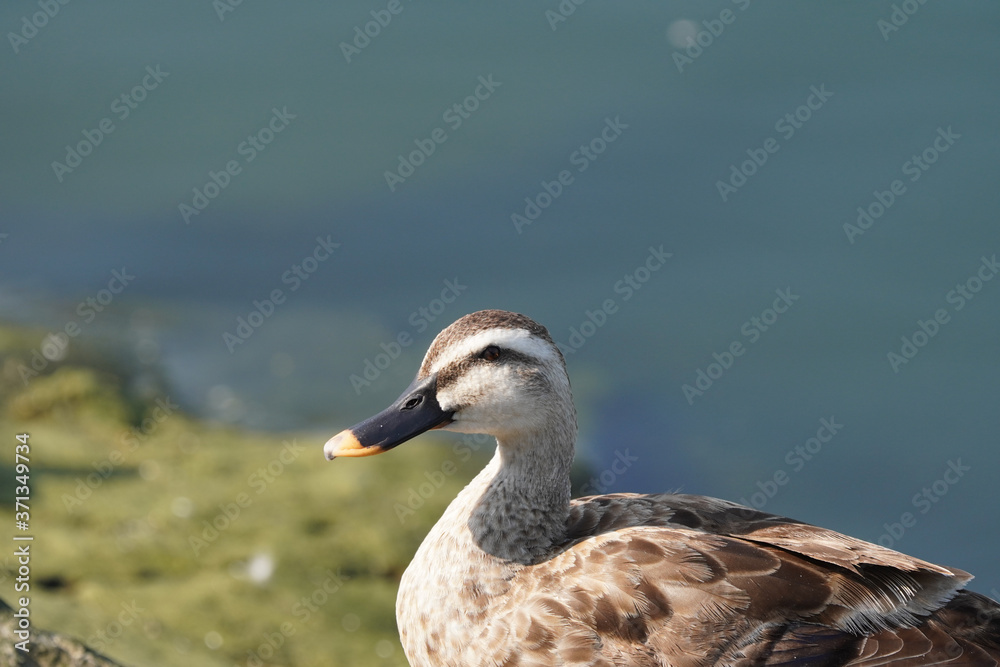 duck on rock duck on rock