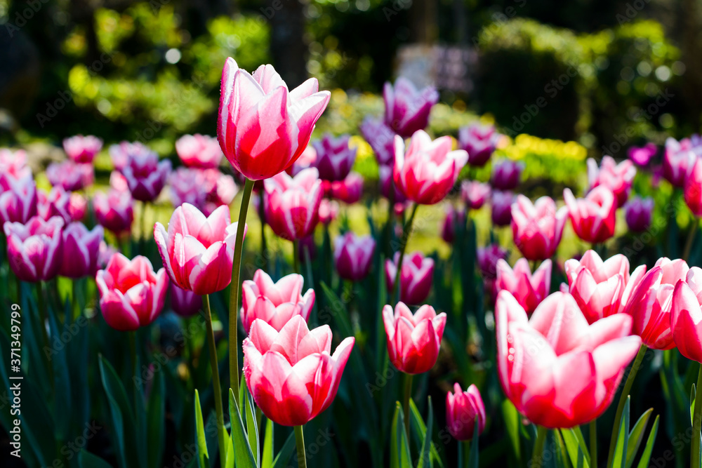 Close-up tulips growing in the garden Close-up tulips growing in the garden