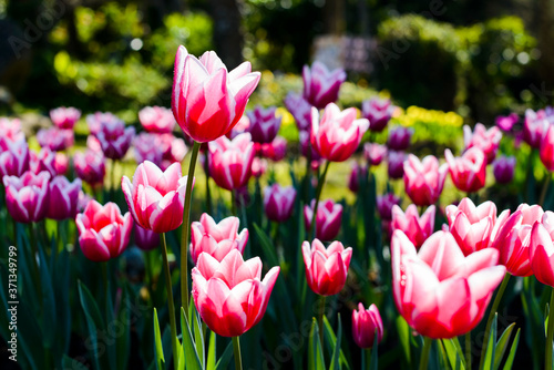 Close-up tulips growing in the garden © BINGJHEN