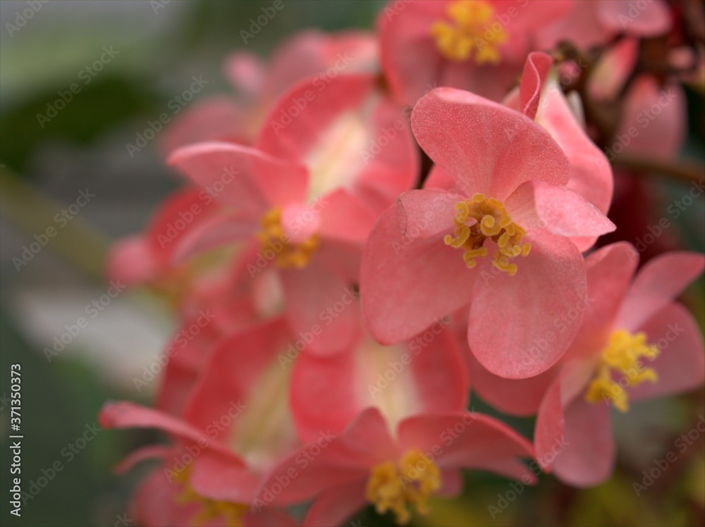 Closeup pink petals of begonia flowers plants in garden with green blurred background ,macro image ,sweet color for card design, soft focus Closeup pink petals of begonia flowers plants in garden with green blurred background ,macro image ,sweet color for card design, soft focus