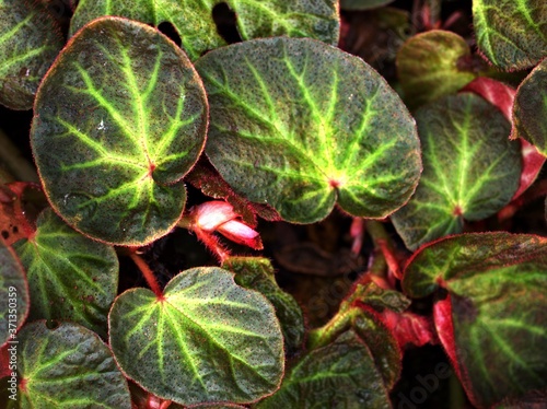 Closeup green leaf of Begonia Chloroneura plants ,nature leaves background, macro image, sweet color for card design photo