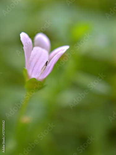 Closeup purple pink Tulbaghia violacea alba flowers plants in garden with blurred background ,macro image, soft focus ,sweet color for card design
