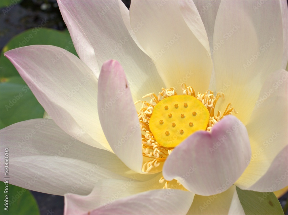 Closeup white petals of Nelumno nucifera ,Holy lotus Essential oil flower plants with yellow pollen ,macro image for background ,sweet color for card design Closeup white petals of Nelumno nucifera ,Holy lotus Essential oil flower plants with yellow pollen ,macro image for background ,sweet color for card design