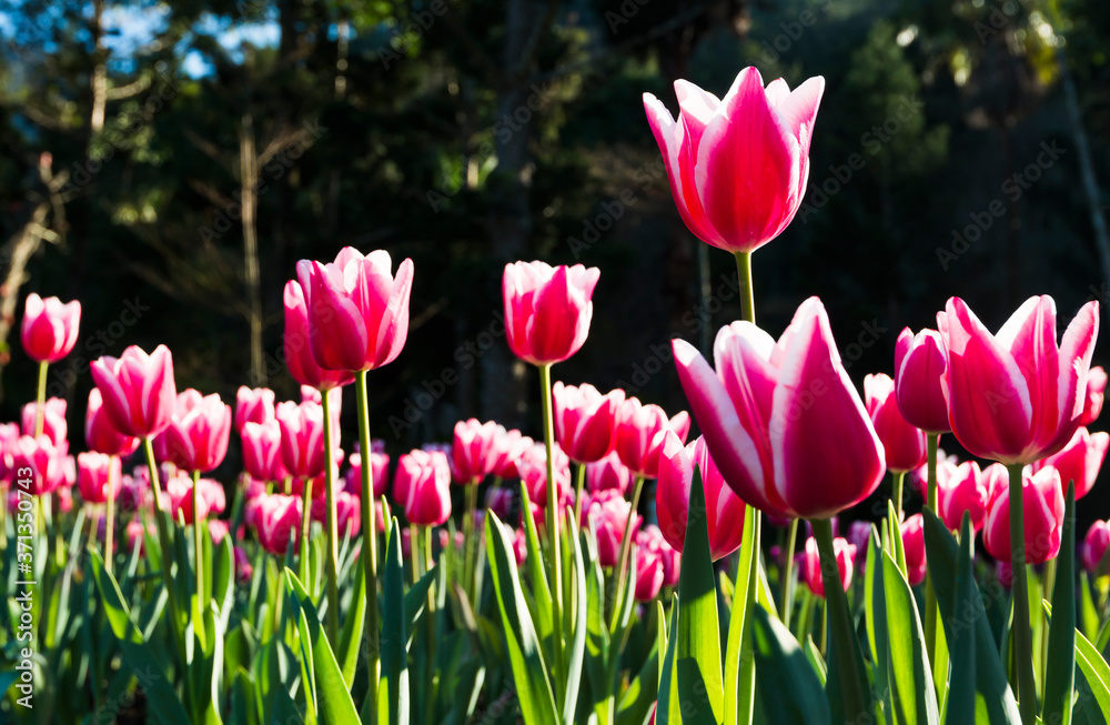 View of beautiful tulips growing in the garden. View of beautiful tulips growing in the garden.