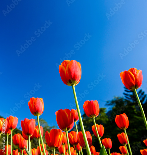 Beautiful tulips flower with the blue sky background