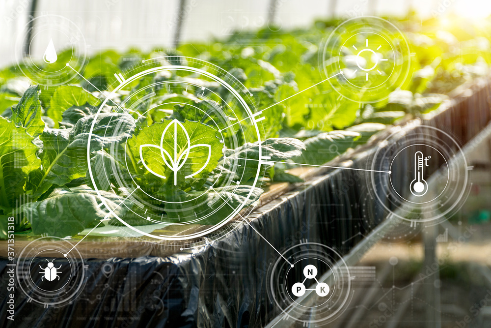 Smart Farming With IoT,Growing Corn Seedling With Infographics. Smart ...