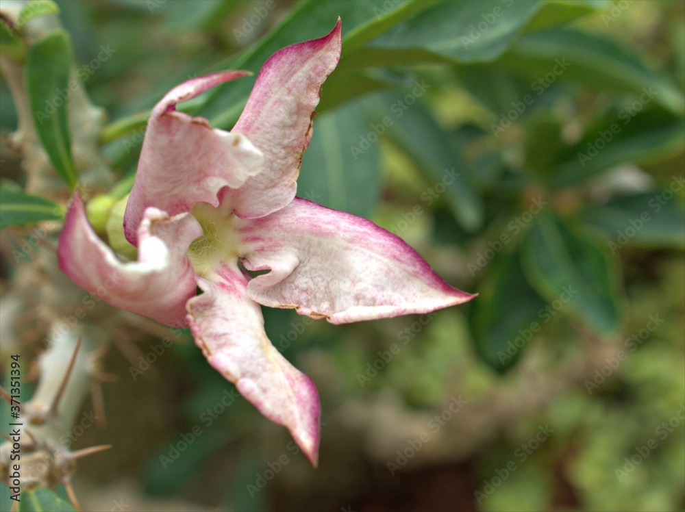 Closeup pink flower of Pachypodium saundersii, kudu lily , succulent plant in garden with blurred background, macro image, soft focus for card design Closeup pink flower of Pachypodium saundersii, kudu lily , succulent plant in garden with blurred background, macro image, soft focus for card design