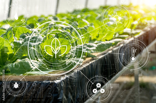 Smart farming with IoT,Growing corn seedling with infographics. Smart farming and precision agriculture 4.0, agriculture concept photo