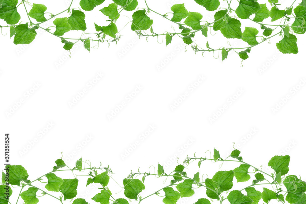 vines background isolated on white , copy space vines background isolated on white , copy space