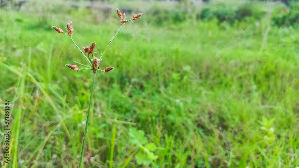 selective focus on beautiful flower of grass selective focus on beautiful flower of grass