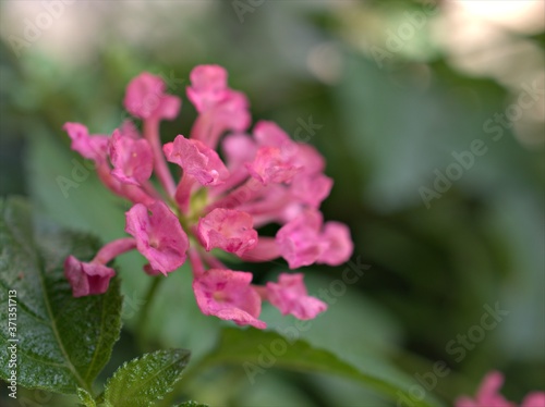 Closeup pink  orange colorful of west indian lantana camara flowers plants in garden with green blurred background .macro image  sweet color  for card design  soft focus