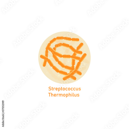 Streptococcus thermophilus - probiotic bacteria type isolated on white background.