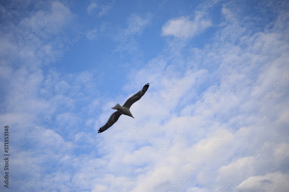 seagull in the sky seagull in the sky