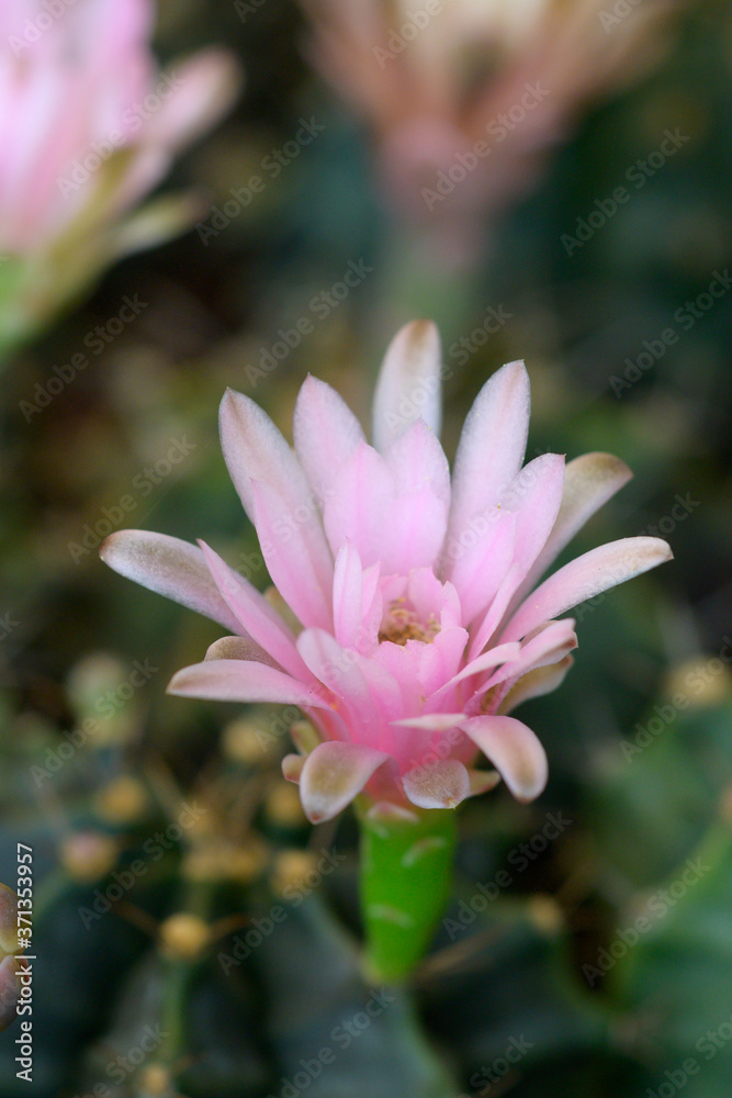 Obraz premium Cactus
