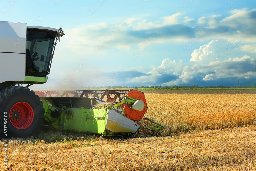 Obraz premium Combine harvester in wheat field