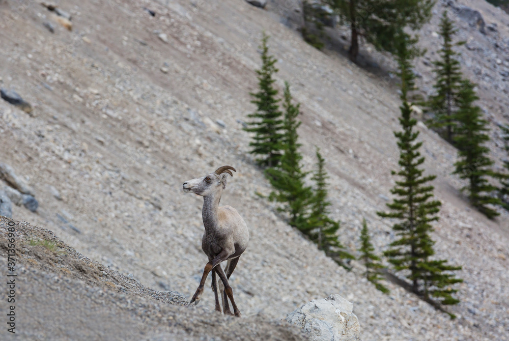 Goat in Canada Goat in Canada