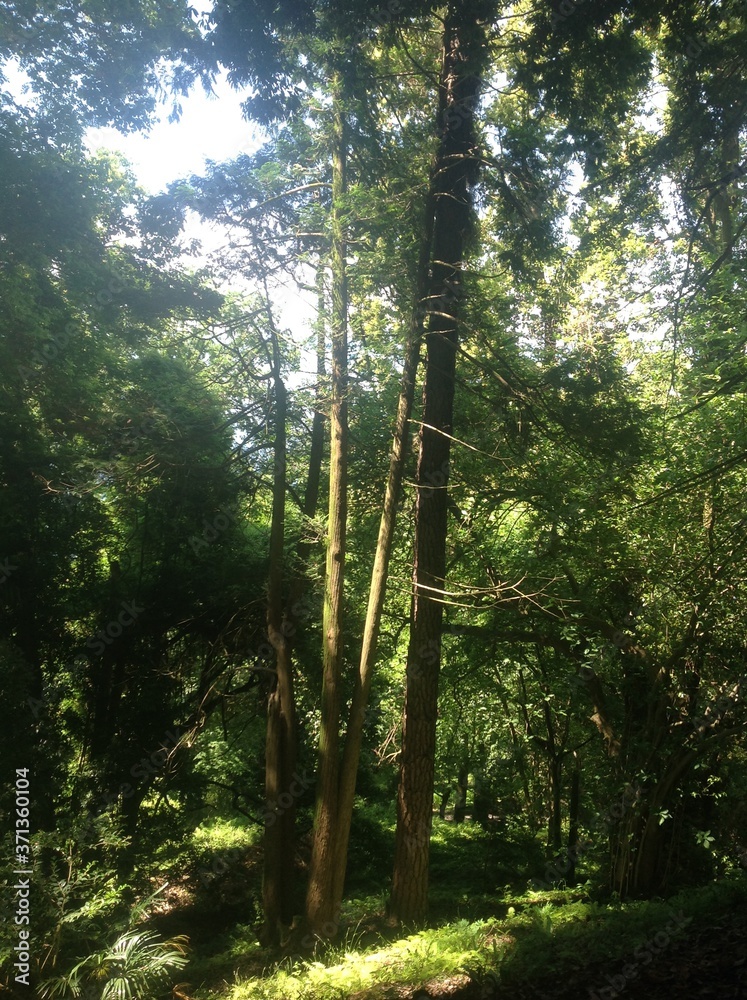 Fototapeta premium rural trees