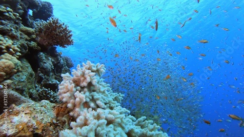 Blue Sea Water Glassfish. Underwater tropical fish sweepers glassfish (Parapriacanthus ransonneti). Blue water background and Coral. Underwater fish reef marine. Tropical colorful underwater seascap photo