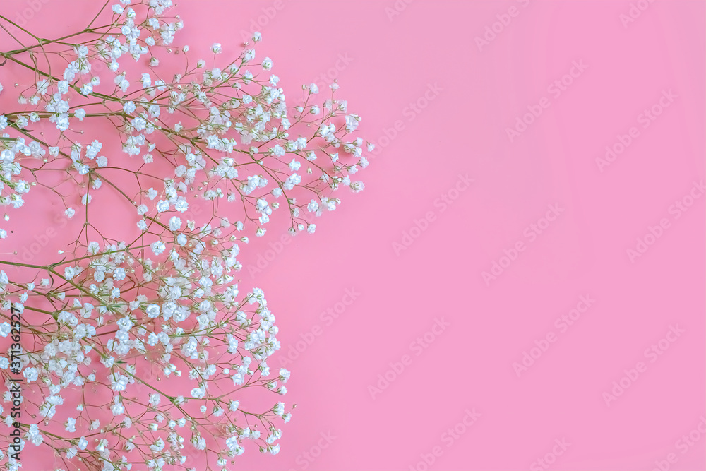 pink background with white delicate gypsophila flowers