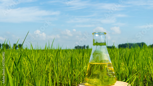 Image of a glass flask with a chemical solution on the background of young rice shoots. Glass bulb. Agrochemical solution. Chemical agent. Fertilizer. Plant protection. photo