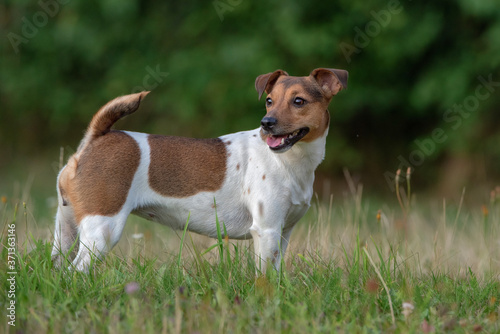 Jack russell terrier in orange in the park in the evening. Close-up photographed. © shymar27