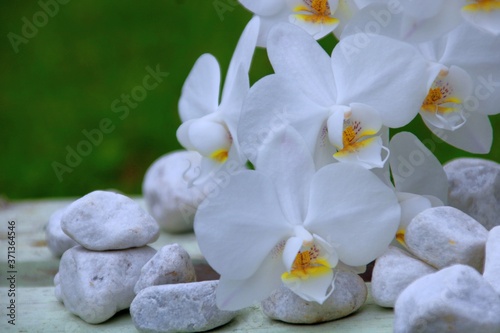 orchidee steine 