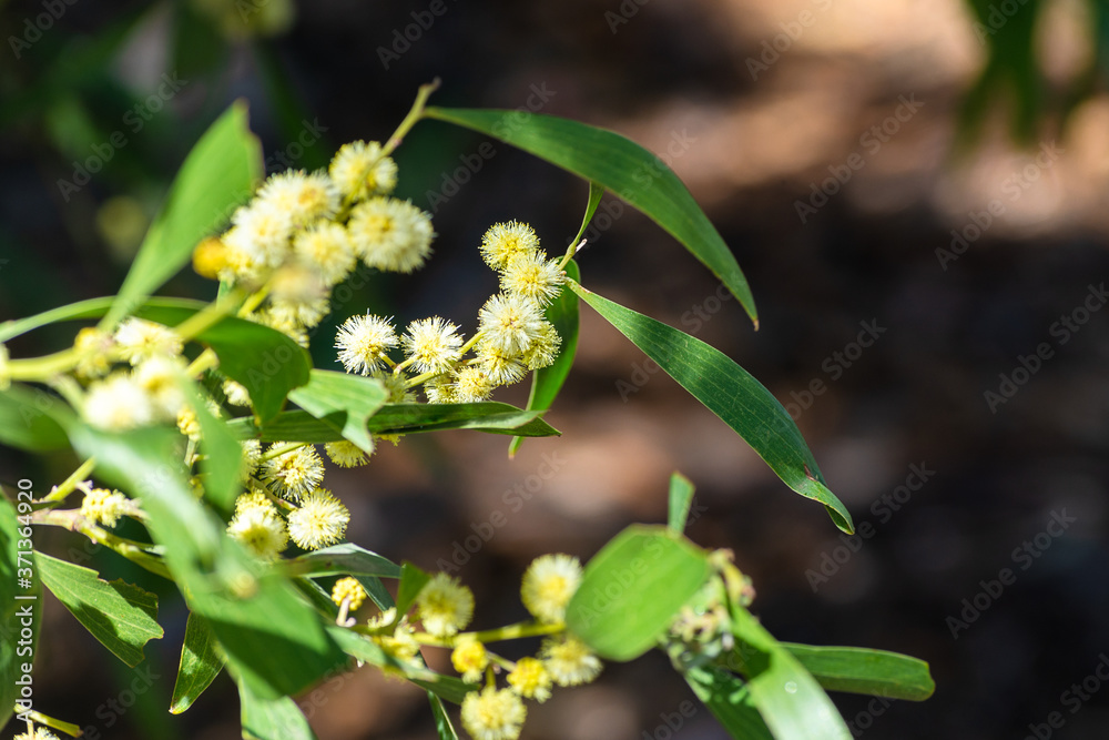 Close up of brilliant wattle in the sun