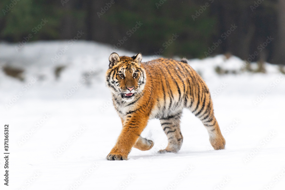 Obraz premium Siberian Tiger running in snow. Beautiful, dynamic and powerful photo of this majestic animal. Set in environment typical for this amazing animal. Birches and meadows
