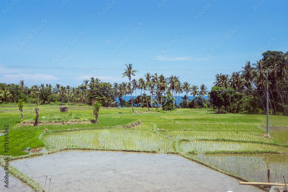 beautiful green rice fields flooded with water with trees and sea in the background