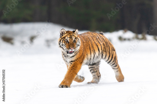 Siberian Tiger running in snow. Beautiful, dynamic and powerful photo of this majestic animal. Set in environment typical for this amazing animal. Birches and meadows