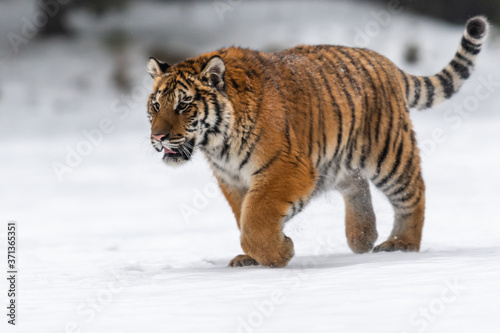 Siberian Tiger running in snow. Beautiful  dynamic and powerful photo of this majestic animal. Set in environment typical for this amazing animal. Birches and meadows