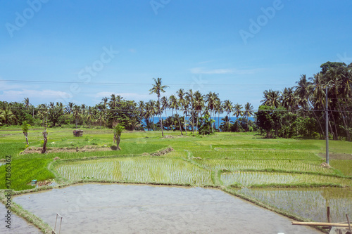 beautiful green rice fields flooded with water with trees and sea in the background