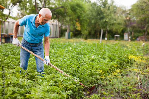 Mature man weeds with a hoe the garden bed. High quality photo photo