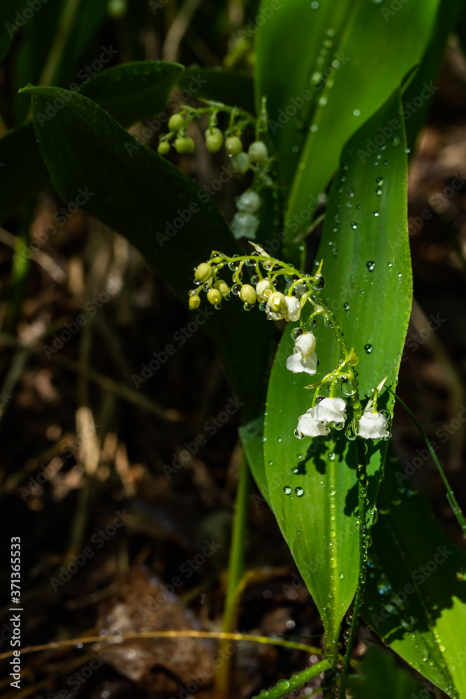 Obraz premium Lily of the valley flower with raindrops in spring forest