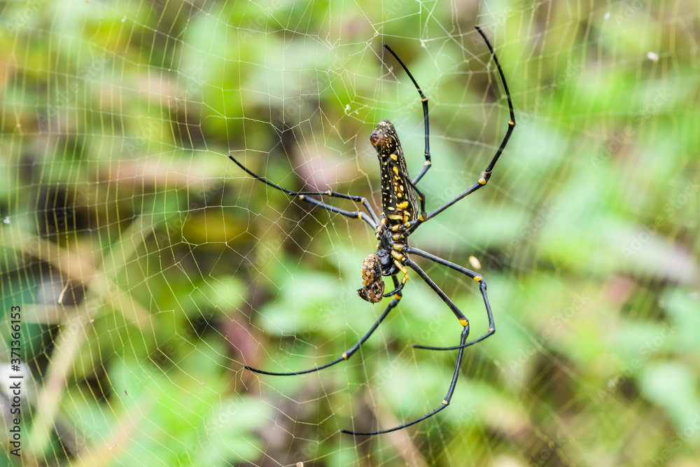 close-up nephila pilipes in the outdoor garden, spider. close-up nephila pilipes in the outdoor garden, spider.