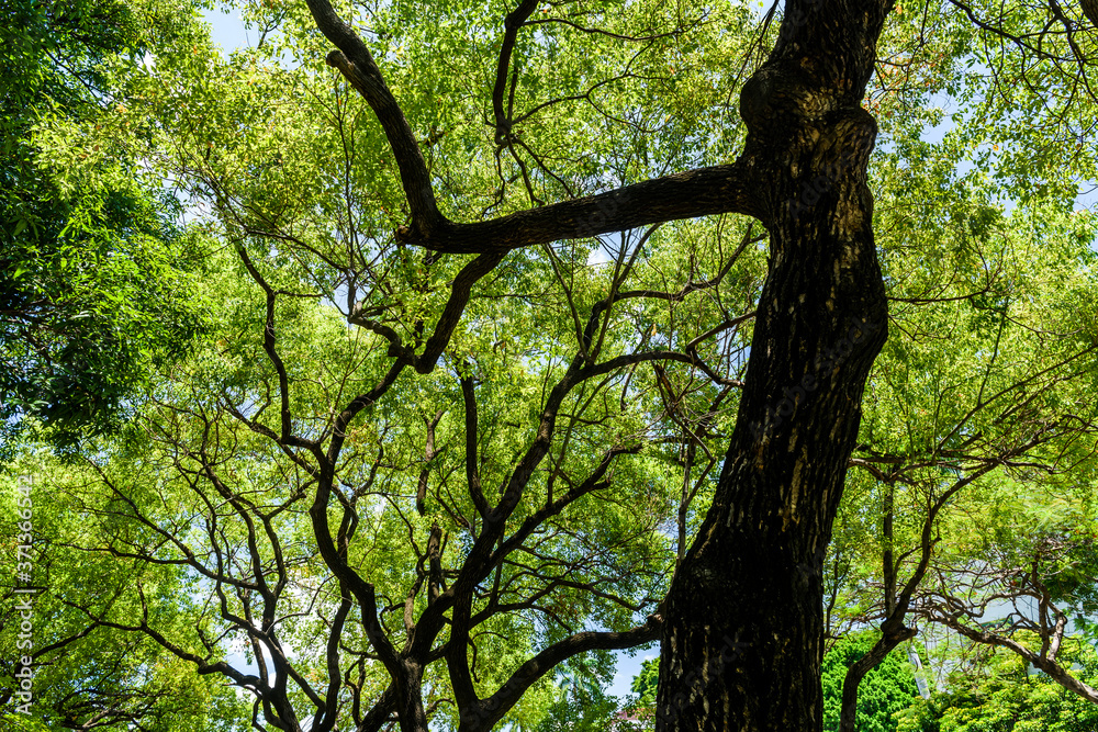 Obraz premium Lush green trees in the park
