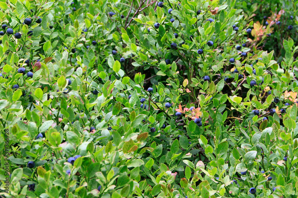 Die wilde Blaubeere (Vaccinium myrtillus) ist reich an Vitaminen. Thüringen, Deutschland, Europa Die wilde Blaubeere (Vaccinium myrtillus) ist reich an Vitaminen. Thüringen, Deutschland, Europa