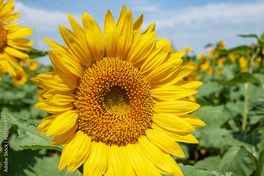 お日様に向く向日葵のアップ