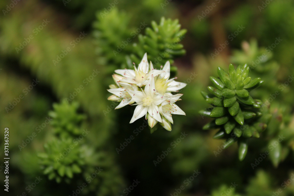Beautiful white flowers of succulent in the garden