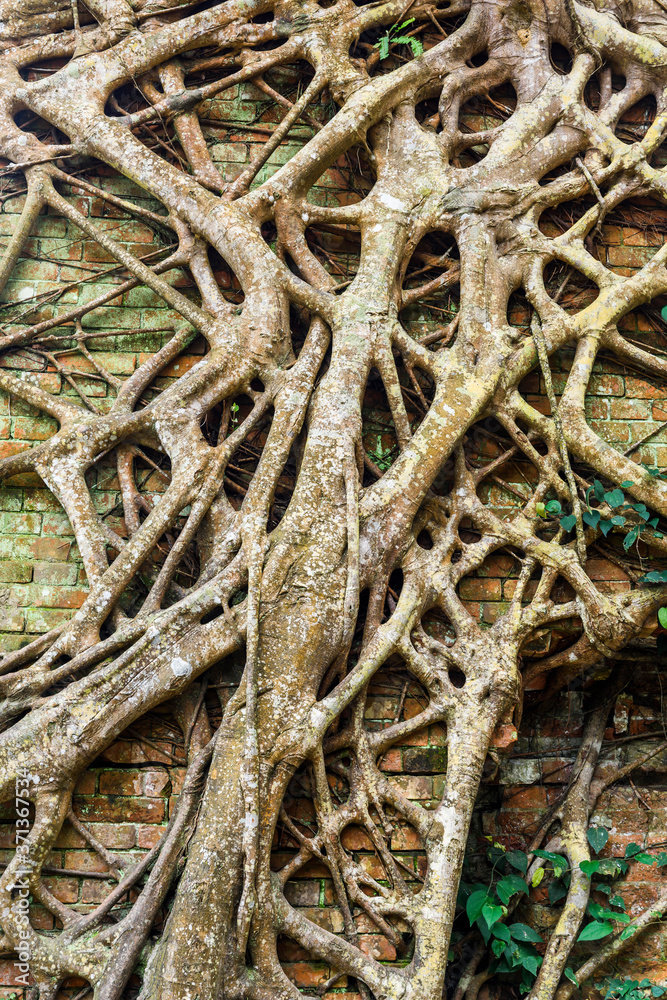 Trunk roots of ficus covering a wall